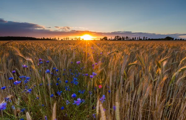 Krajina z kukuřičné pole v létě slunce — Stock fotografie