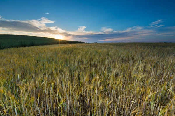 Landschap van maïsveld bij zonsondergang zomer — Stockfoto