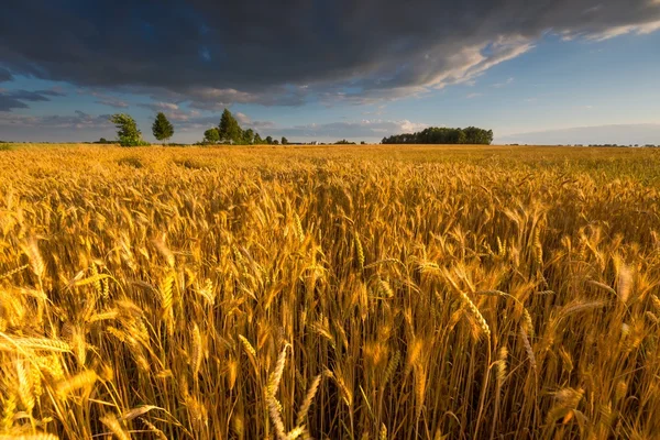 Landschap van maïsveld bij zonsondergang zomer — Stockfoto