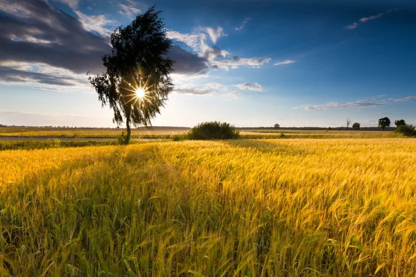 Paisagem do campo de milho no pôr do sol de verão — Fotografia de Stock