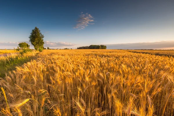 Landscape of corn field at summer sunset — Stock Photo, Image