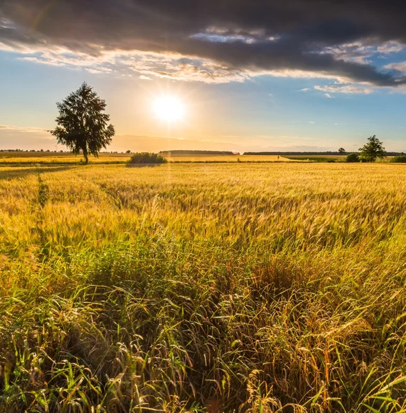 Landschap van maïsveld bij zonsondergang zomer — Stockfoto