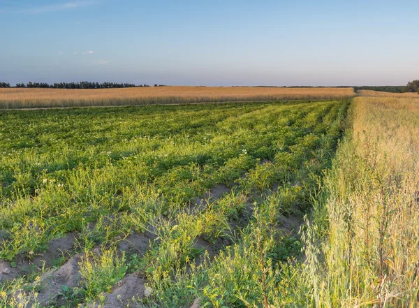 Пейзаж кукурудзяного поля на літньому заході сонця — стокове фото
