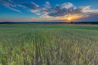 Günbatımı tahıl alanın üzerinde