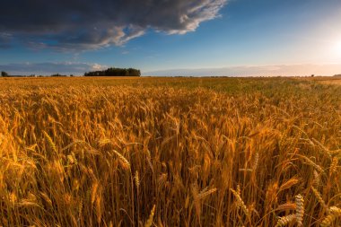 Günbatımı tahıl alanın üzerinde