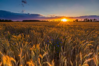 Günbatımı tahıl alanın üzerinde