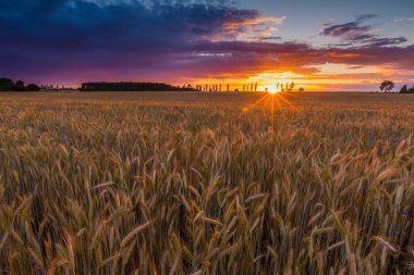 Günbatımı tahıl alanın üzerinde
