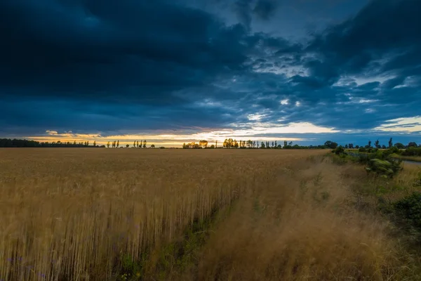 필드 위에 폭풍우 치는 하늘 — 스톡 사진