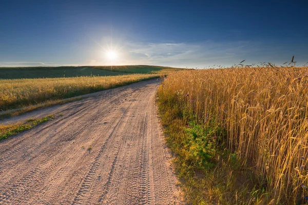 Zonsondergang over granen veld — Stockfoto