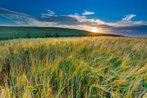 Zonsondergang over granen veld — Stockfoto