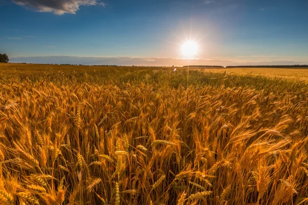 Puesta de sol sobre campo de cereales — Foto de Stock
