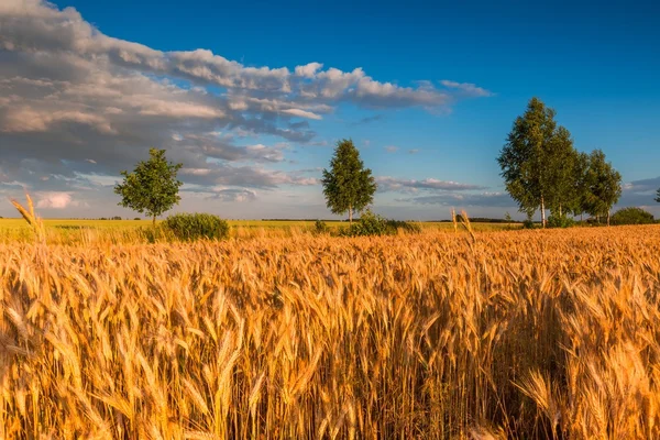 Puesta de sol sobre campo de cereales — Foto de Stock