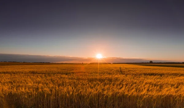 Pôr do sol sobre o campo de cereais — Fotografia de Stock
