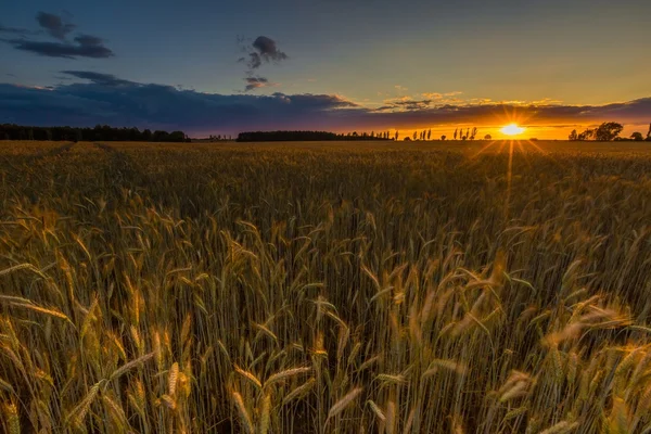 Pôr do sol sobre o campo de cereais — Fotografia de Stock