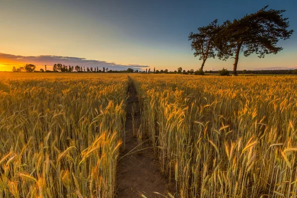 Zonsondergang over granen veld — Stockfoto