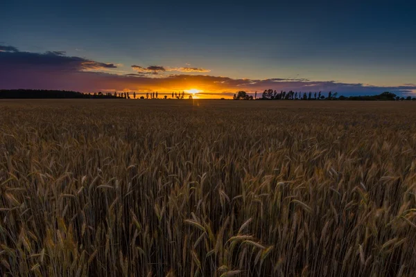 Puesta de sol sobre campo de cereales — Foto de Stock