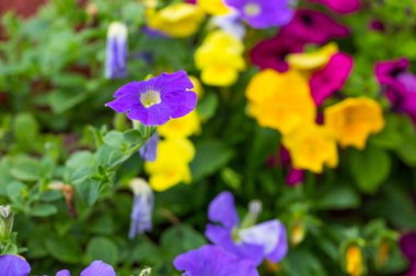 Petunya çiçek (Solanaceae)