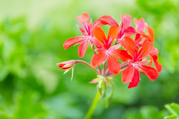 Flores vermelhas de pelargonium (gerânio) — Fotografia de Stock