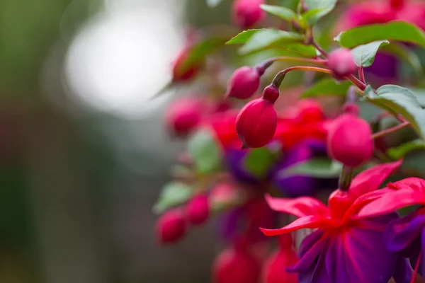 Fuchsia flori (Onagraceae Salvia Splendens ) — Fotografie, imagine de stoc