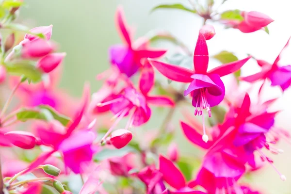 Fuchsia flowers (Onagraceae Salvia Splendens) — Stock Photo, Image