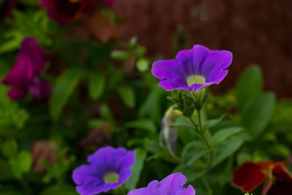 Petúnia flores (Solanaceae ) — Fotografia de Stock