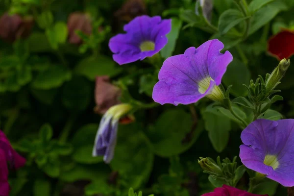 Petunia flowers (Solanaceae) — Stock Photo, Image