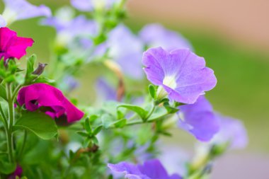 Petunya çiçek (Solanaceae)