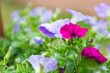 Petunya çiçek (Solanaceae)