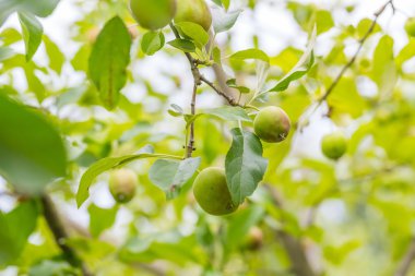 Dalları üzerinde genç elma