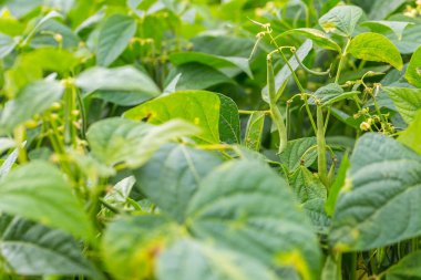 Güzel ekolojik organik bahçe