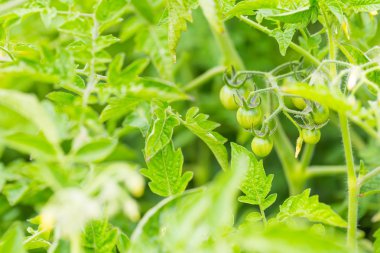 Çiçek açan domates dal