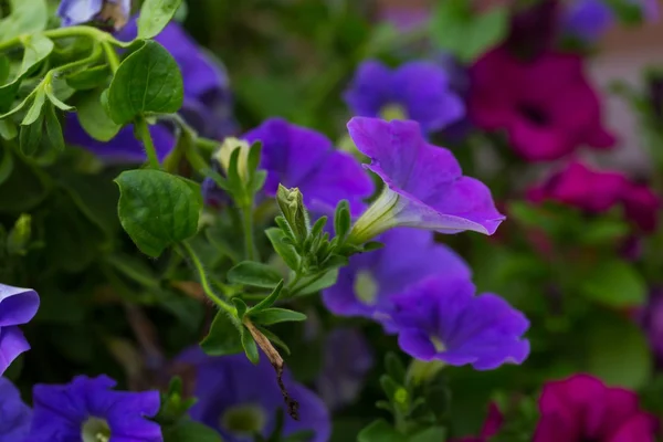 Petunienblüten (Solanaceae)) — Stockfoto