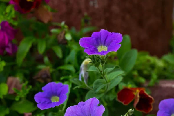 Petúnia flores (Solanaceae ) — Fotografia de Stock