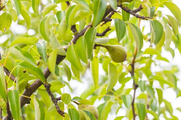 Je cultive des poires dans le jardin — Photo