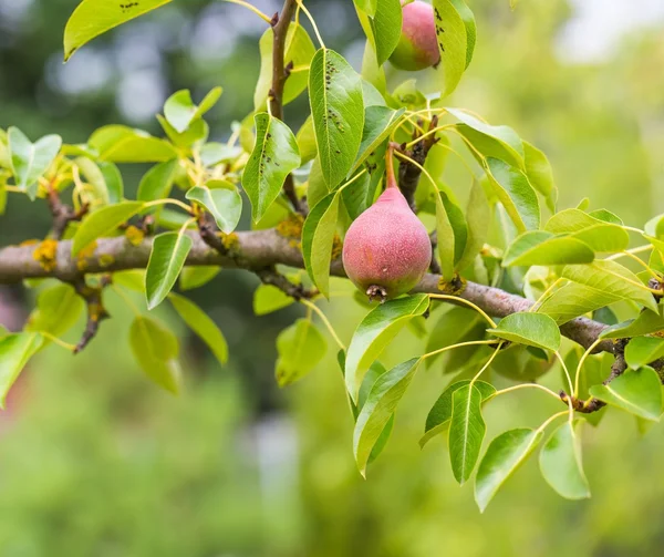I growing pears in the garden — Stock Photo, Image