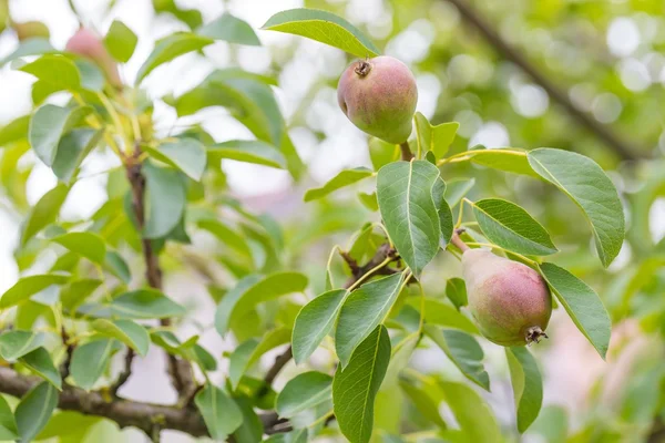 I growing pears in the garden — Stock Photo, Image