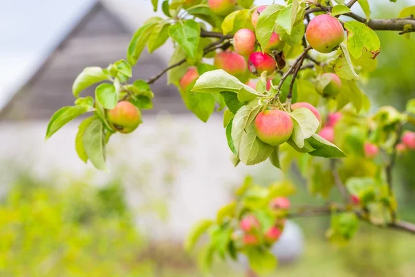 Young apples on branches — Stock Photo, Image