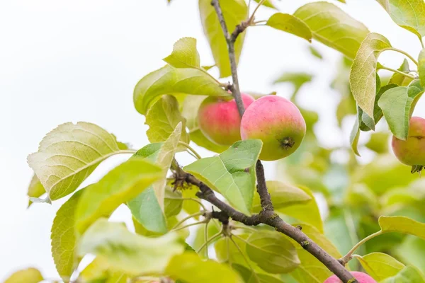 Young apples on branches — Stock Photo, Image