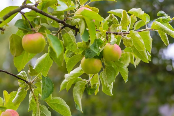 Young apples on branches — Stock Photo, Image