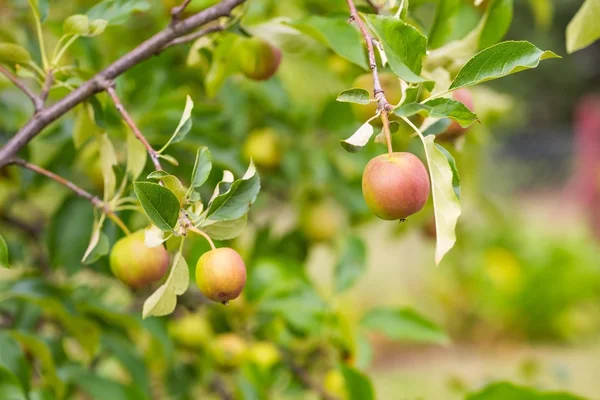Young apples on branches — Stock Photo, Image