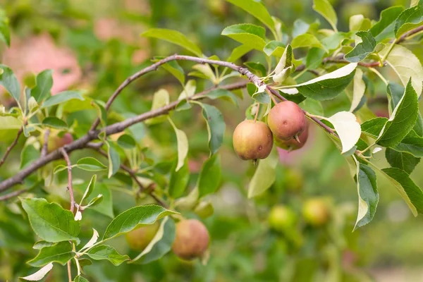 Young apples on branches — Stock Photo, Image