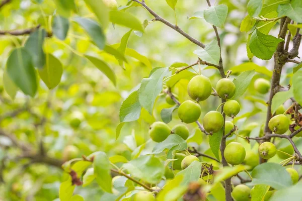 Jeunes pommes sur les branches — Photo