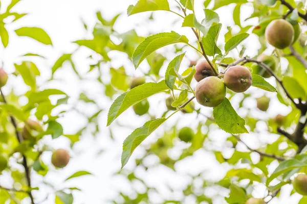 Young apples on branches — Stock Photo, Image