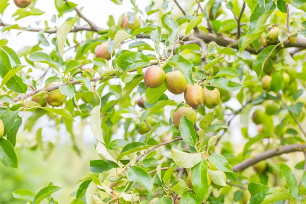 Young apples on branches — Stock Photo, Image