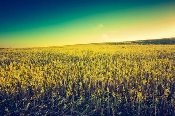 Zonsondergang over maïsveld — Stockfoto