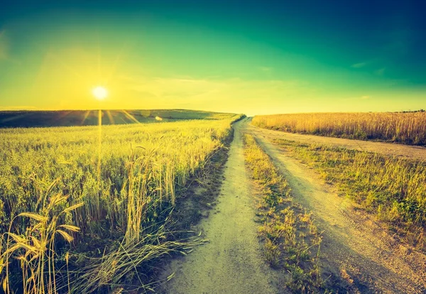 Puesta de sol sobre el campo de maíz — Foto de Stock
