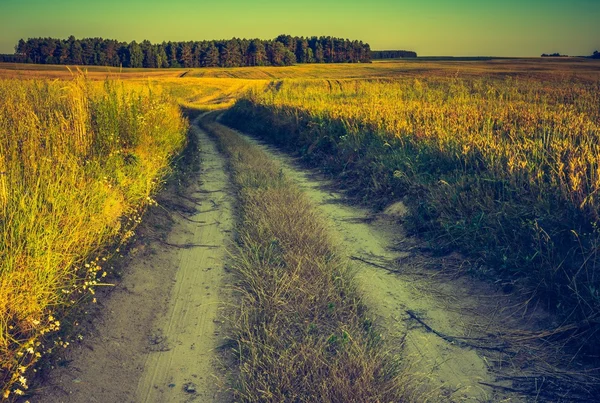 Pôr do sol sobre o campo de milho — Fotografia de Stock