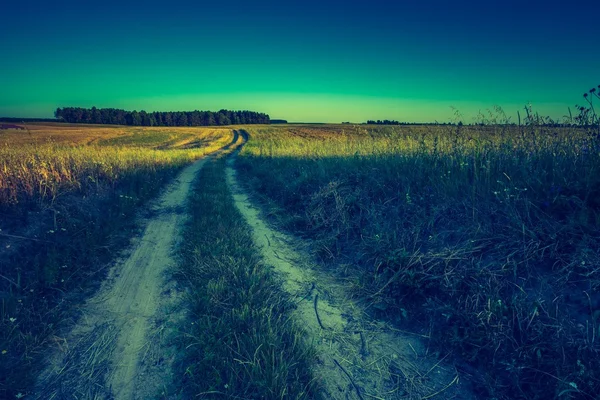 Puesta de sol sobre el campo de maíz — Foto de Stock