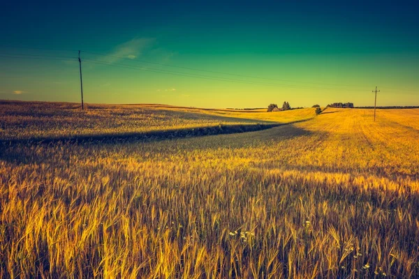 Puesta de sol sobre el campo de maíz —  Fotos de Stock