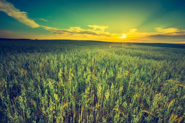 Puesta de sol sobre el campo de maíz — Foto de Stock